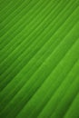 Nature Concept. Closeup of Fresh Green Leaf. Natural Green Surface Texture Background. Macro shot Royalty Free Stock Photo