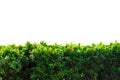 Nature concept isolated green bush on white background Royalty Free Stock Photo