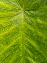 Nature concept, taro leaf