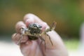 Nature Concept. Woman's hand holds alive crayfish