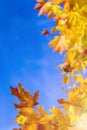 Nature Concepts. Autumn Yellow- Red Maple Leaves Placed as a Frame Against Blue Sky Background. Royalty Free Stock Photo