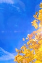 Nature Concepts. Autumn Yellow- Red Maple Leaves Placed as a Frame Against Blue Sky Background. Fall Themes. Royalty Free Stock Photo