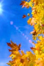 Nature Concepts. Autumn Yellow- Red Maple Leaves Placed as a Frame Against Blue Sky Background. Fall Themes. Royalty Free Stock Photo