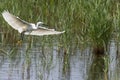 Little White Heron Egretta garzetta in flight over the swamp between the reeds. Royalty Free Stock Photo