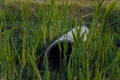 Nature contaminant - pipe for wastewater among green grass on wastelands. Overgrown area and environmental pollution concept