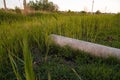 Nature contaminant - pipe for wastewater among green grass on wastelands. Overgrown area and environmental pollution