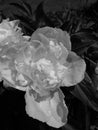 Nature of contrasts. Black and white peony flower. Dew drops. Royalty Free Stock Photo