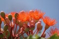 Red Flowering Gum