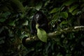Nature in Costa Rica, monkey. Black monkey Mantled Howler Monkey Alouatta palliata, nature habitat. Animal in Costa Rica national Royalty Free Stock Photo