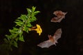 Nature in Costa Rica. Orange nectar bat, Lonchophylla robusta, flying bat in dark night. Nocturnal animal in flight with yellow Royalty Free Stock Photo