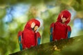Nature Costa Rica. Pair of big Scarlet Macaws, Ara macao, two birds sitting on the branch, Costa rica. Wildlife love scene from Royalty Free Stock Photo