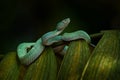 Nature in Costa Rica. Snake Bothriechis lateralis, Green Side-stripe mountain Palm-Pitviper on the green palm tree. Viper in the Royalty Free Stock Photo