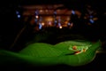 Nature Costa Rica, urban wildlife. Bird lodge in tropic forest with fron on the leave. Night photo with lights with wild animal.