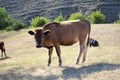 Nature of Dagestan. cow grazing on a field of dry grass Royalty Free Stock Photo