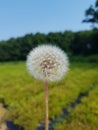 Nature, dandelion, summer