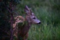 Nature Deer. Bambi Fawn. Roe deer, capreolus. Beautiful wildlife buck.