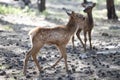 Nature. Deer Fawn. Bambi. White-tailed young roe deer, capreolus. Beautiful wildlife buck.