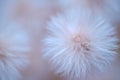 Nature delicate background with white fluffy flower.