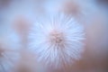 Nature delicate background with white fluffy flower.