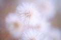 Nature delicate background with white fluffy flower.