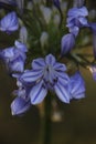 Nature Delicate Purple flowers lily of the Nile Agapanthus green stems.
