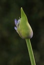 Nature Delicate single Purple lily of the Nile Agapanthus flower bud stem beginning Bloom Royalty Free Stock Photo