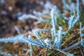 Nature derail macro closeup of frosty grass Royalty Free Stock Photo