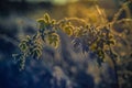 nature detail background of leaves covered with frost Royalty Free Stock Photo