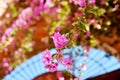 Nature detail with beautiful pink flowers