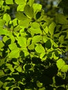 Sunny beech leaves in the forest
