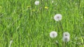 Nature detail of dandelion in green field moved by wind in sunny summer day