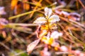 nature detail, frosty plant leaves Royalty Free Stock Photo