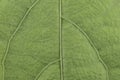 Nature detail green leaf background pattern texture board Royalty Free Stock Photo