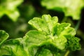 Nature detail. Green leaf texture background, green leaf in the garden with droplets of water. Green concept. Close up Royalty Free Stock Photo