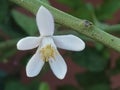 Botany-flower of the lemon with perfume