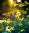 Nature detail macro close-up of wild plant and sun flare with bokeh. Manual vintage lens used for unique bokeh. Soft sunset light.