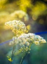 Nature detail macro close-up of wild plant and sun flare with bokeh. Manual vintage lens used for unique bokeh. Soft sunset light.