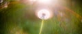 Nature detail panoramic view. Dandelion flower in white. Unique bokeh of manual lens, soft colors. Beautiful macro.