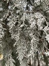 nature details and elements. Winter weather. Branch under the snow. ice Christmas tree. frost. fog. winter