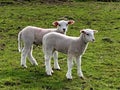 Nature details, lamb, a pair Royalty Free Stock Photo