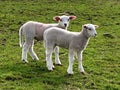 Nature details, lamb, a pair Royalty Free Stock Photo