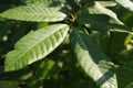 Nature dew on leaf of plant Royalty Free Stock Photo