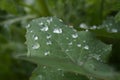 nature dew rain grass leaves Royalty Free Stock Photo