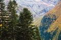Nature of Dombay in autumn season, beautiful aerial view from the top of the cliff, large aged pines, peaks of mountains, Caucasus
