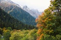 Nature of Dombay in autumn season, beautiful aerial view from the top of the cliff, large aged pines on the snowy peaks of