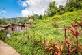 Nature in Dominica, Caribbean