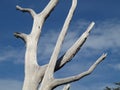 Nature: Dried white trunk under blue sky