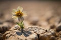 Nature drought flower survival. Generate ai Royalty Free Stock Photo