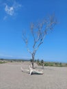 Nature Dry Tree Desert Gumuk Pasir Jogjakarta Royalty Free Stock Photo