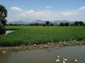 Nature, duck, river, tree and mountain